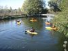 Canetons en rond dans l'eau